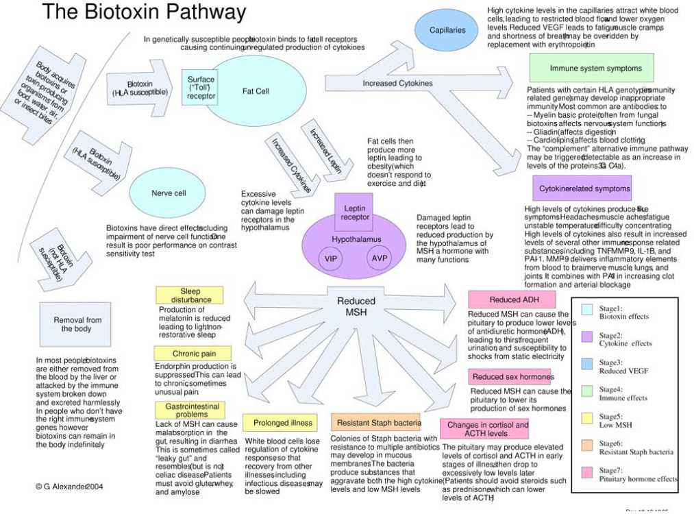 A diagram of the process of biotoxin pathway.